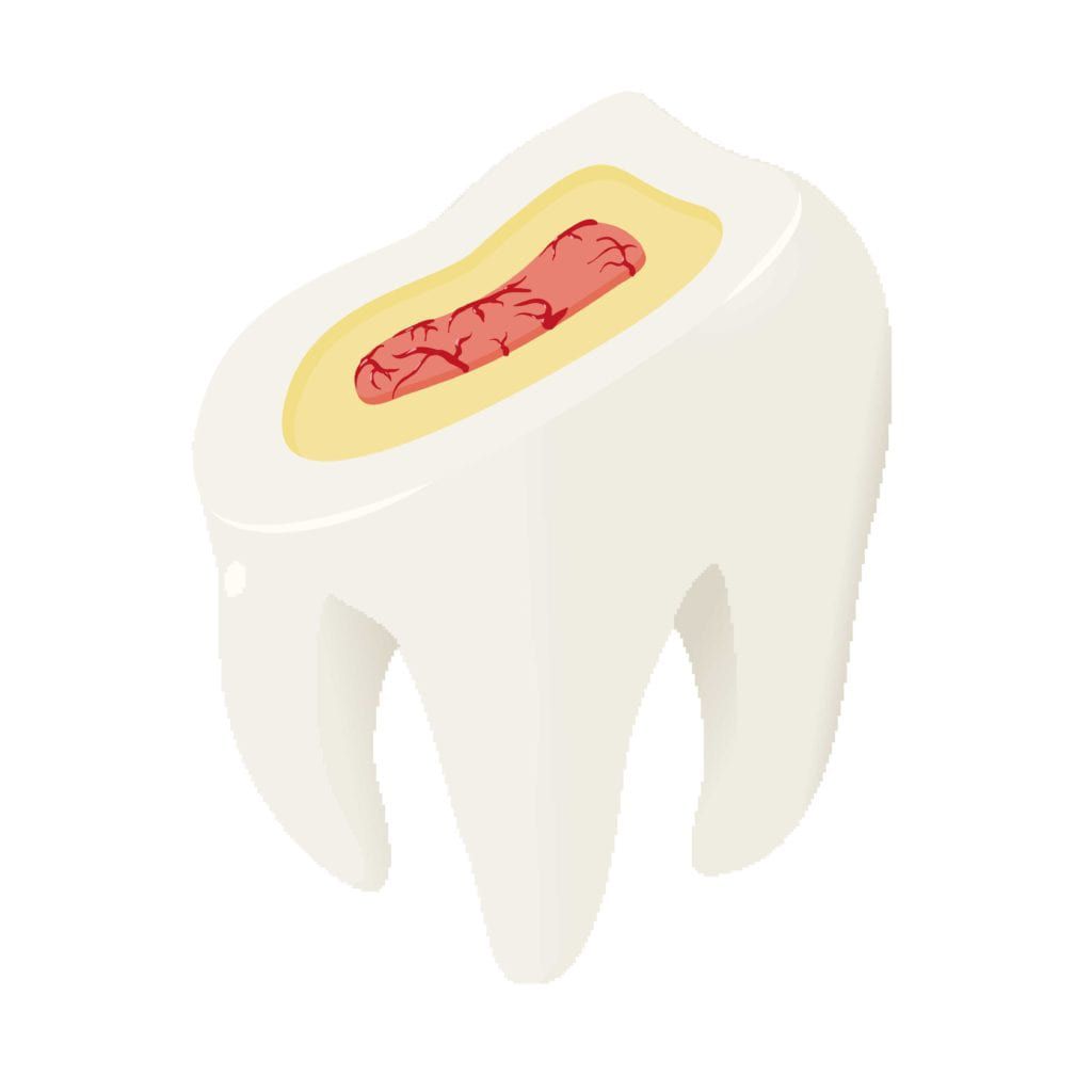 Giant model of a tooth showing the three layers